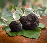 Vente de truffes fraiches du P&eacute;rigord, veritable truffes noires du Perigord. La truffiere compos� de ch�nes truffiers est situ&eacute;e en perigord noir