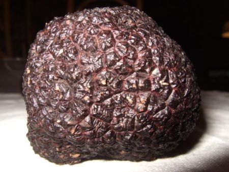 Dans la plantations truffi&egrave;res pour la truffe du P&eacute;rigord, nous utilisons principalement : - Le ch&ecirc;ne vert qui est une plante M&eacute;diterran&eacute;enne, sensible au gel et qui a une croissance vigoureuse et une production pr&eacute;coce - Le ch&ecirc;ne pubescent qui est pr&eacute;sent dans bois Dordogne et r&eacute;siste bien au froid. Par contre il n&eacute;cessite un entretien plus suivi et a une production plus tardive - Le noisetier qui a &eacute;t&eacute; beaucoup plant&eacute; avant mais est souvent d&eacute;cevant. Il est &agrave; r&eacute;server &agrave; des conditions particuli&egrave;res. Cependant nous utilisons aussi avec des r&eacute;sultats tr&egrave;s variables, le charme, le tilleul, le colurna (noisetier turc), le c&eacute;dre de l'atlas, le pin noir d'autriche, le ciste..